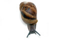 Archachatina marginata ovum Nigeria XXL juvenil